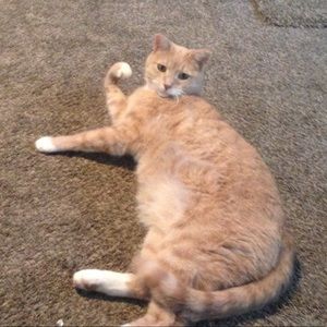 Meet your Posher, Perlman